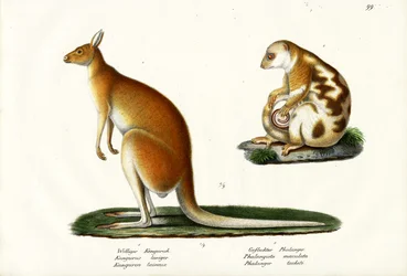 Känguru, 1824